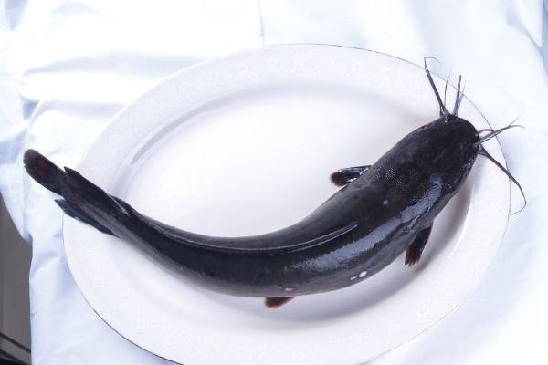 鲇魚和鯰魚有什么區別？