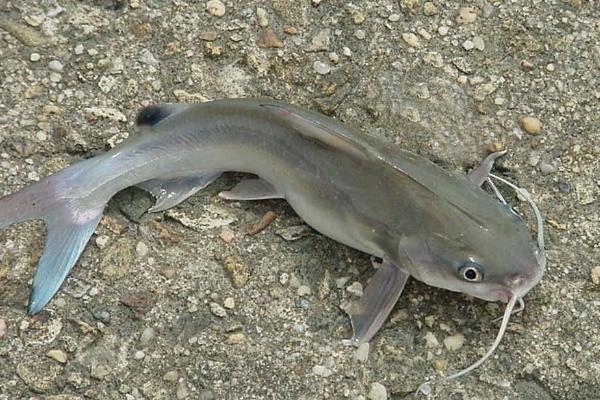 鲇魚和鯰魚有什么區別？