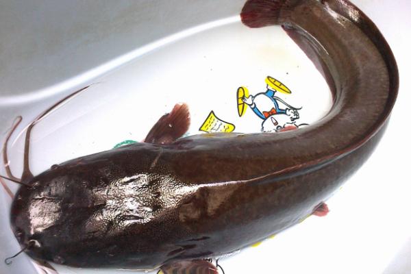 鲇魚和鯰魚有什么區別？