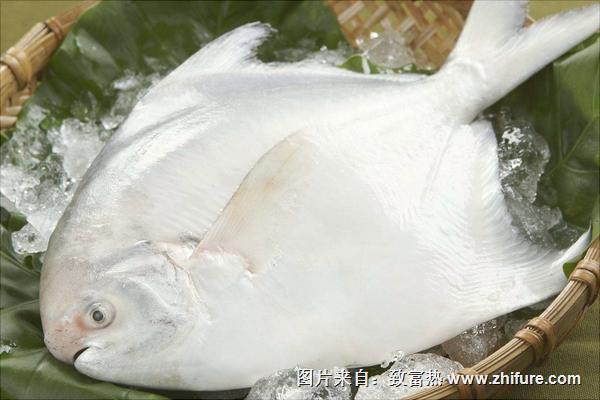 白鯧魚的營(yíng)養(yǎng)價(jià)值及功效與作用