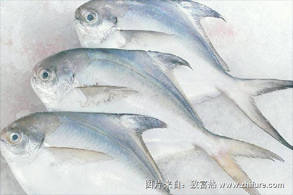 白鯧魚價(jià)格多少錢一斤？