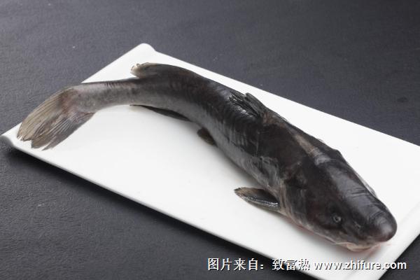 鮰魚(yú)和鯰魚(yú)的區(qū)別是什么？
