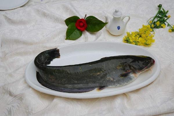 鮰魚(yú)和鯰魚(yú)的區(qū)別是什么？