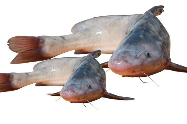 鮰魚(yú)和鯰魚(yú)的區(qū)別是什么？