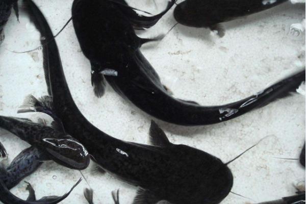 鮰魚(yú)和鯰魚(yú)的區(qū)別是什么？