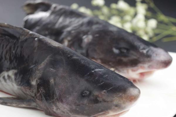 鮰魚(yú)和鯰魚(yú)的區(qū)別是什么？