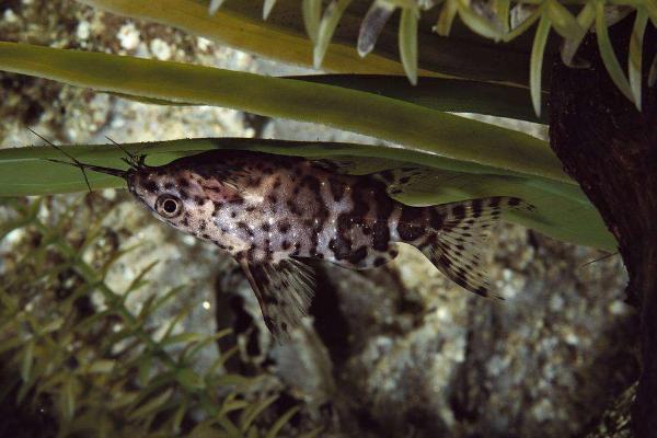 鮰魚(yú)和鯰魚(yú)的區(qū)別是什么？