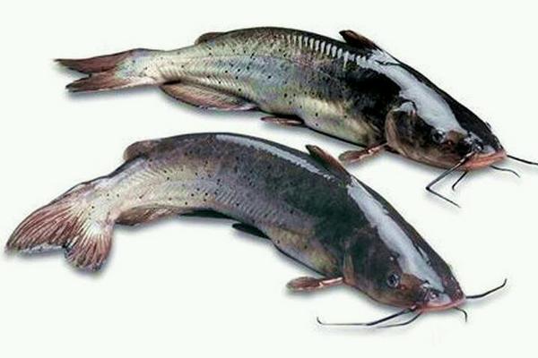 鮰魚(yú)和鯰魚(yú)的區(qū)別是什么？