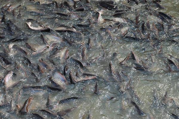 野生鯰魚價格多少錢一斤?