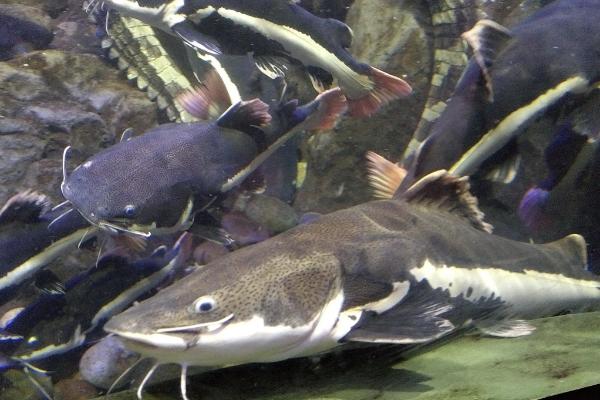 野生鯰魚價格多少錢一斤?