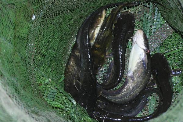 野生鯰魚價格多少錢一斤?