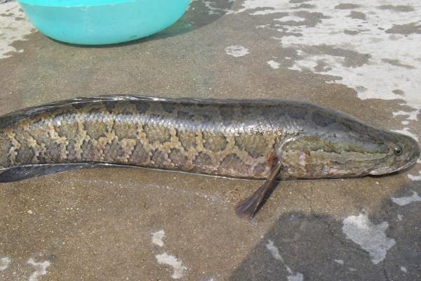 野生鯰魚價格多少錢一斤?