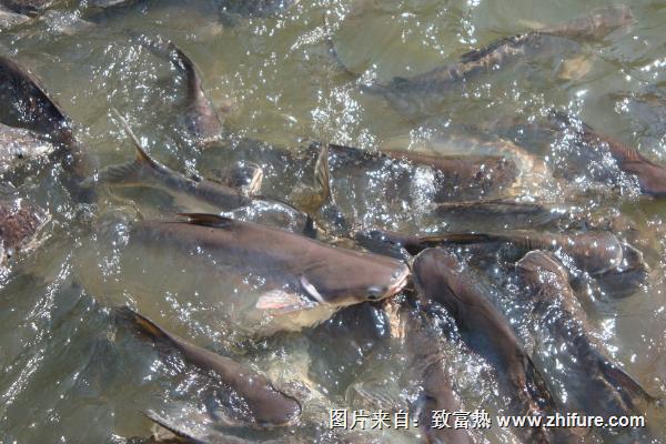 夏季如何釣鯰魚？