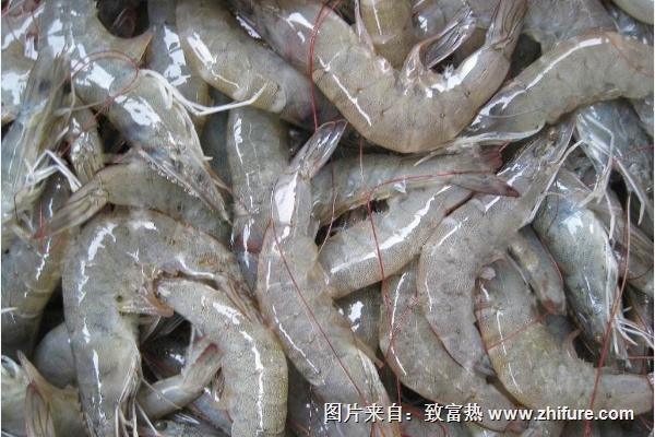 河蝦怎么清洗才能洗干凈？