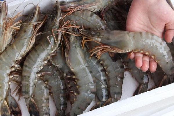 草蝦是海蝦還是河蝦?