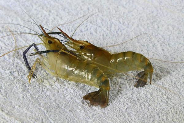 草蝦是海蝦還是河蝦?