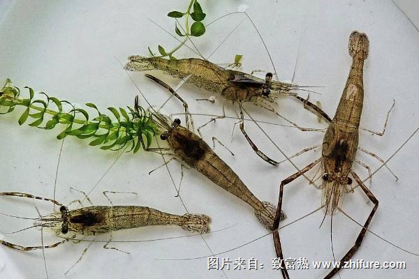 河蝦怎么養？