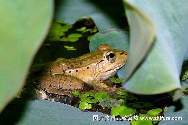 孕婦可以吃青蛙嗎？