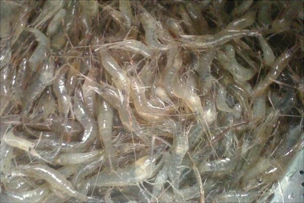 痛風可以吃河蝦嗎?