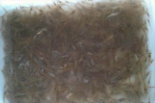 痛風可以吃河蝦嗎?