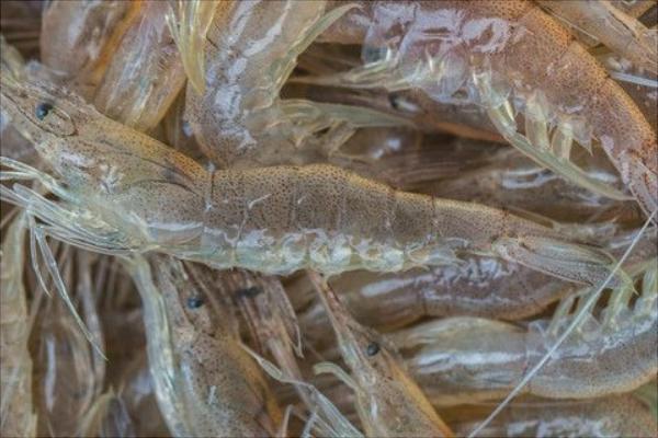 痛風可以吃河蝦嗎?