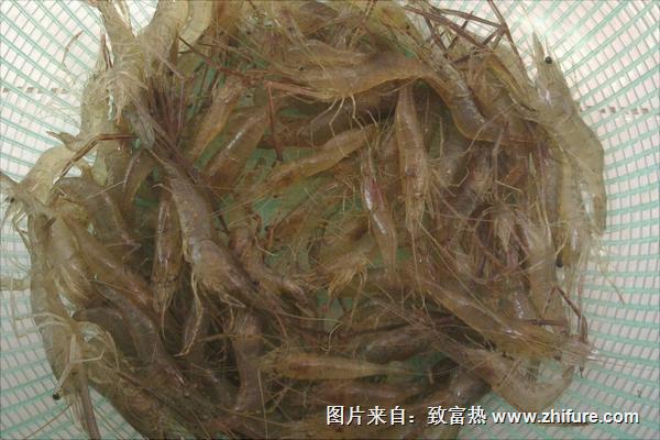 痛風可以吃河蝦嗎？