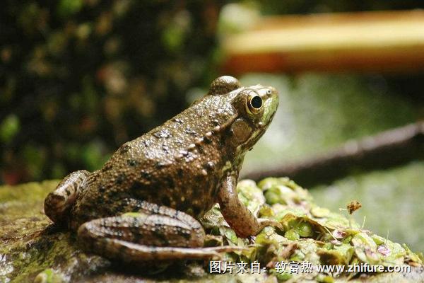 牛蛙的營養價值與功效作用