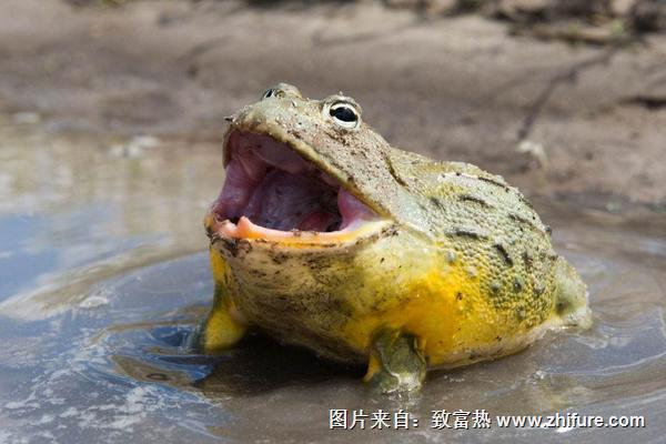 牛蛙價格多少錢一斤？