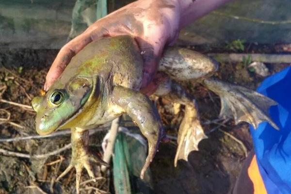 牛蛙價格多少錢一斤？