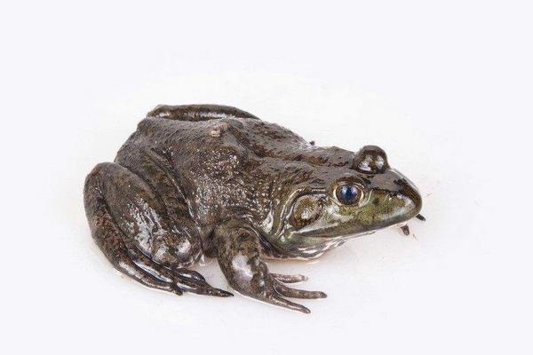 牛蛙價格多少錢一斤？