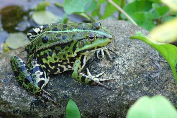 牛蛙價格多少錢一斤？