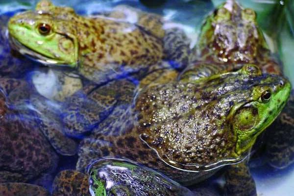 牛蛙價格多少錢一斤？