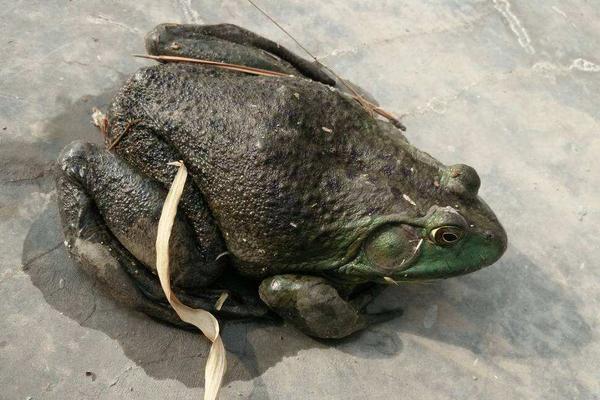 牛蛙壯陽嗎？