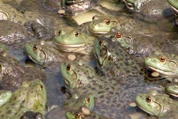 牛蛙壯陽嗎？