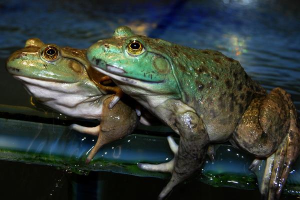 牛蛙壯陽嗎？