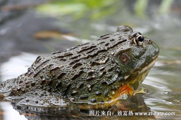 孕婦可以吃牛蛙嗎？