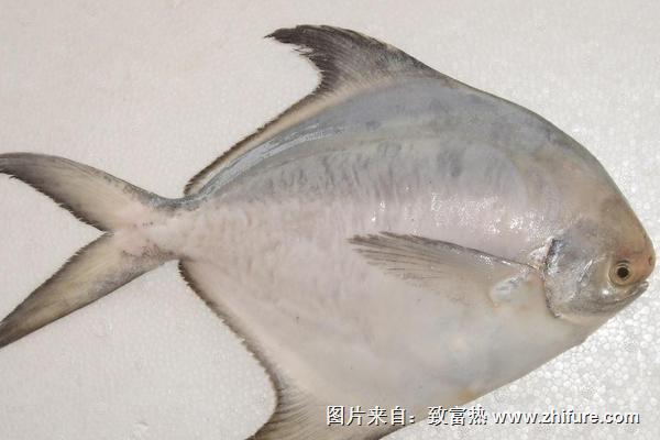 釣白鯧魚用什么餌料？