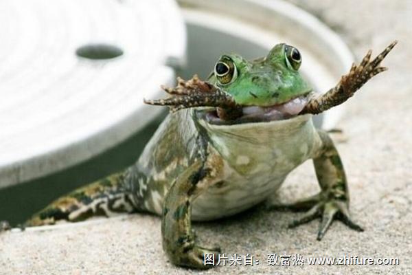 牛蛙有寄生蟲嗎？