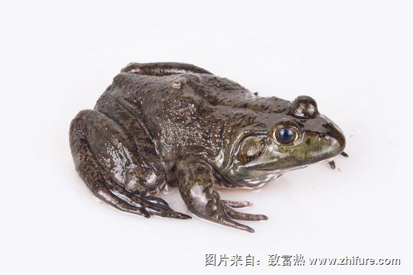 牛蛙是發物嗎？