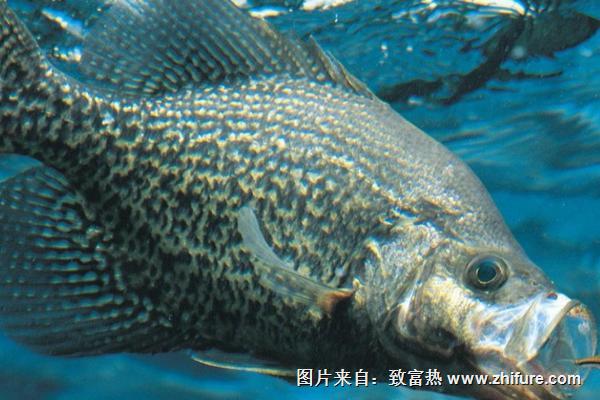 桂魚是淡水魚還是海魚？