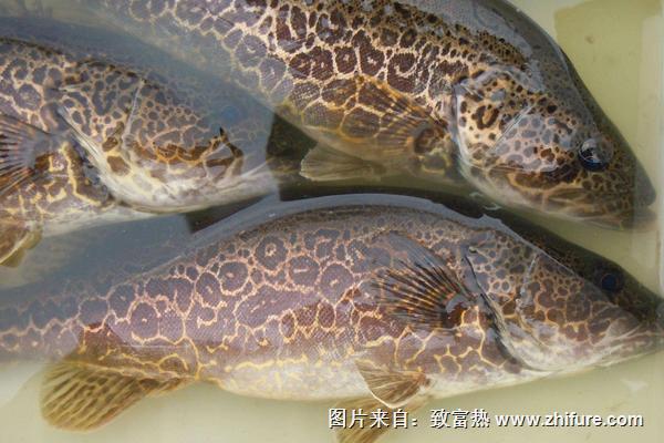 鱖魚和桂魚的區別是什么？