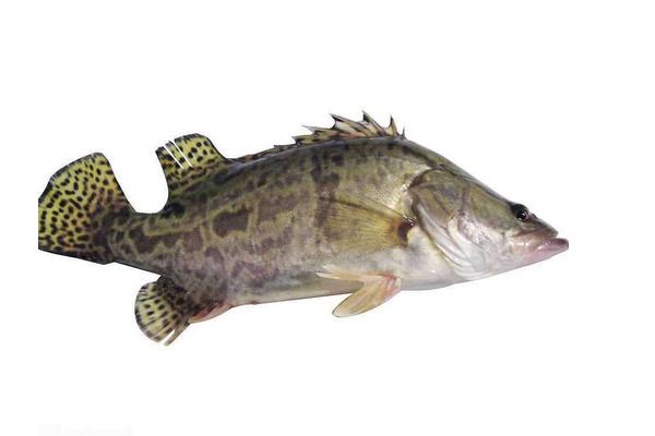 鱖魚和桂魚的區別是什么?