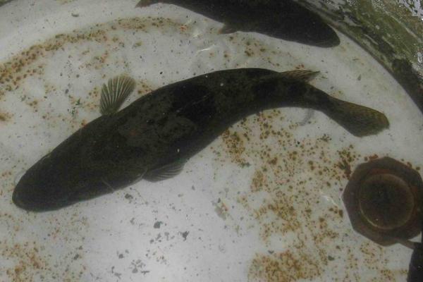 鱖魚和桂魚的區別是什么?