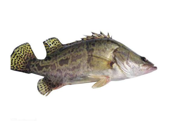 鱖魚和桂魚的區別是什么?