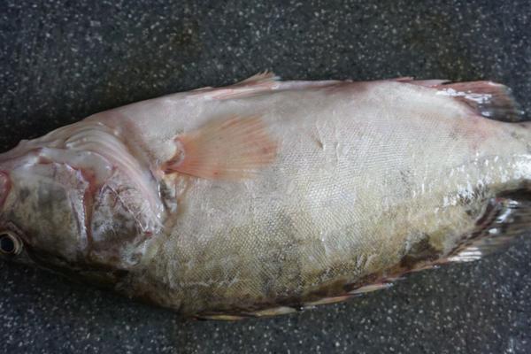 鱖魚和桂魚的區別是什么?