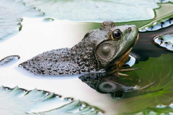 牛蛙是發(fā)物嗎？