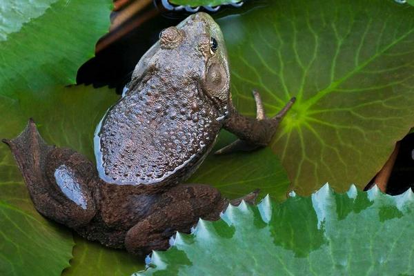 牛蛙是發(fā)物嗎？