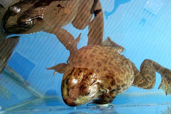 牛蛙是發(fā)物嗎？