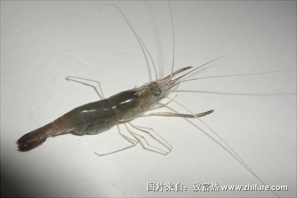 河蝦有寄生蟲嗎？