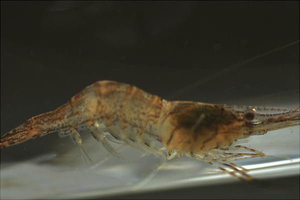 河蝦有寄生蟲嗎？